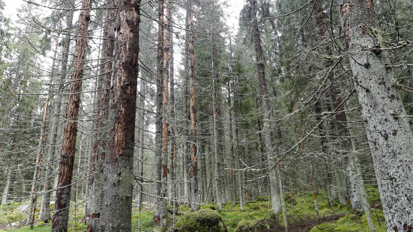 Kirjanpainajat ovat kurittaneet Jyväskylän kaupungin järeitä kuusikoita, joista osa sijaitsee suojelualueilla tai virkistys- ja ulkoilumetsissä. (Kuva: Sami Karppinen)