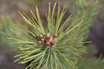 Mänty kestää pääpuulajeista parhaiten kasvukauden aikaista kuivuutta ja ravinteiden niukkuutta, mutta hirville männyntaimet maistuvat kuusta paremmin. (Kuva: Suomen metsäkeskus)