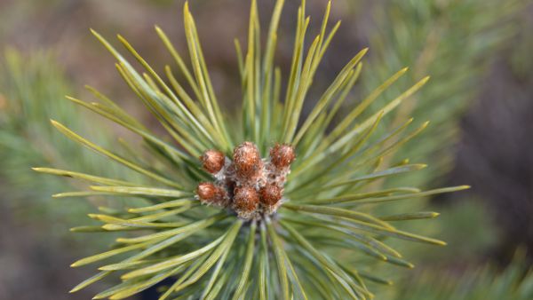 Mänty kestää pääpuulajeista parhaiten kasvukauden aikaista kuivuutta ja ravinteiden niukkuutta, mutta hirville männyntaimet maistuvat kuusta paremmin. (Kuva: Suomen metsäkeskus)