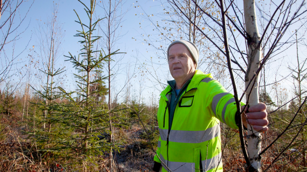 Erkki Savolaisen mielestä metsä pitää hoitaa niin monipuulajisena, että vielä toisessa harvennuksessa voidaan valita, millainen metsä päätehakkuuseen lopulta kasvatetaan. (Kuva: Mikko Riikilä)