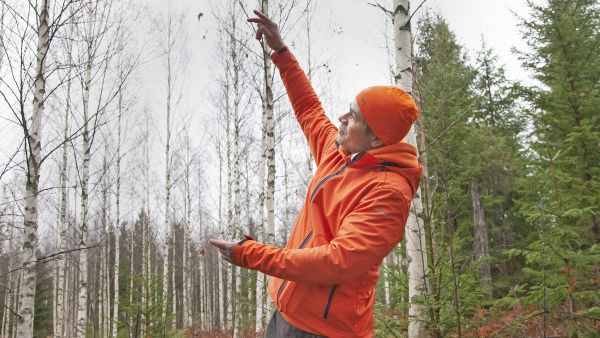 Vaikka miten pelotellaan, metsiä kannata edelleen uudistaa, pitää taimikot kovassa kasvukulmassa ja hoitaa harvennukset ajoissa, Pekka Syvänen kirjoittaa. (Kuva: Mikko Riikilä)