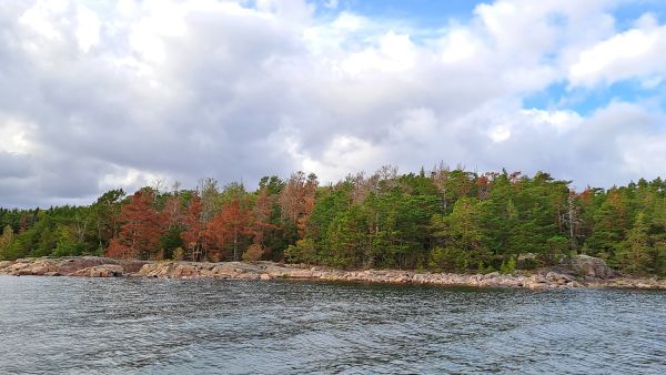 Etelänversosurma ja okakaarnakuorianen tappavat mäntyjä pystyyn lounaisrannikolla. Kuvassa punaisen ruskeaksi kuivuneita mäntyjä Turun saaristossa. (Kuvaaja: Tuija HytönenLuke)