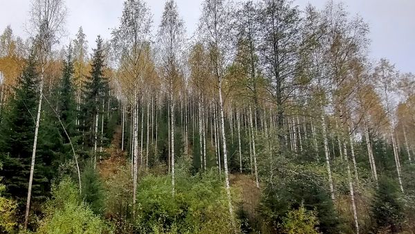 Tilan tyypillinen näkymä, koivuylispuustoa luontaisen kuusialikasvoksen yllä jyrkässä rinteessä. (Kuvaaja: Kari Jeskanen)