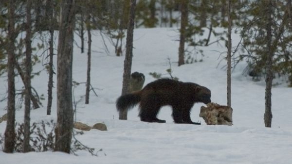 Ahma on ollut enimmäkseen rahoitettu vuodesta 1982. (Kuva: Wikimedia Commons)