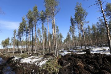 Turvemaametsien maaperän hiilidioksidipäästöjen kehitys muuttui päinvastaiseksi laskentamenetelmän uudistuksessa. (Kuva: Sami Karppinen)