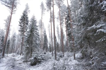 Lajien uhanalaisuus on metsissä merkittävästi lisääntynyt. Pitkäjänteisillä lisätoimilla luonnon tila voidaan silti saada paranemaan, Luontopaneelin puheenjohtajisto kirjoittaa vastineessaan. (Kuva: Sami Karppinen)