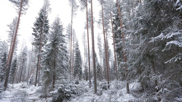 Lajien uhanalaisuus on metsissä merkittävästi lisääntynyt. Pitkäjänteisillä lisätoimilla luonnon tila voidaan silti saada paranemaan, Luontopaneelin puheenjohtajisto kirjoittaa vastineessaan. (Kuva: Sami Karppinen)