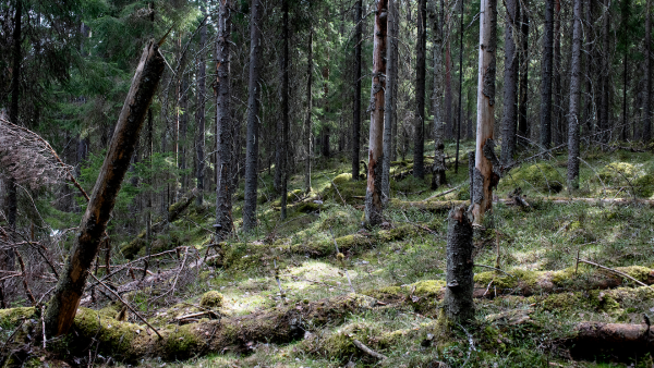 Eri-ikäinen lahopuusto on yksi merkki vanhasta metsästä. Kuvassa Metso-ohjelman kohde Kuhmoisista. (Kuva: Jyrki Luukkonen)