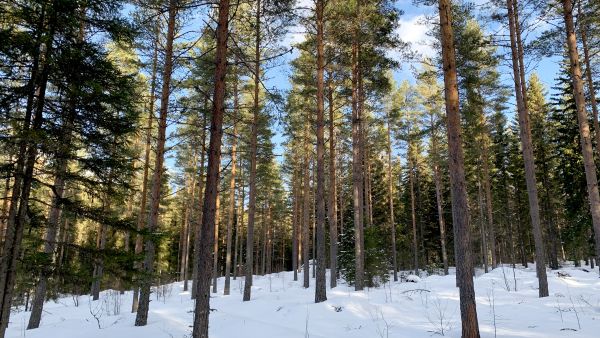 Noin 65-vuotias harvennettu kuivahkon kankaan männikkö on yksi vapaaehtoisten hiilimarkkinoiden kohteista tällä hetkellä. Lannoittamalla puiden kasvu saataisiin elpymään ja metsä sitomaan nykytilaa enemmän hiiltä.  