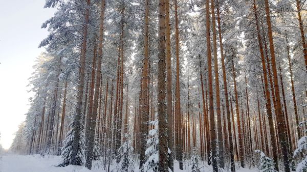 Moni metsänomistaja noudattaa suosituksia pidempiä kiertoaikoja jo nyt, tiedostaen tai tietämättään. Tämä hyvin hoidettu keskisuomalainen tuoreen kankaan männikkö on jo ylittänyt suositusten mukaisen uudistamisläpimitan, joka on Väli-Suomen alueella 26-30 senttiä. (Kuvaaja: Sami Karppinen)