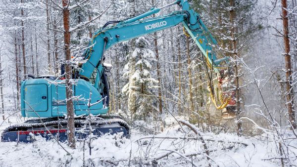 Tällaisella kohteella puun myyntitulot kattavat korjuun kustannukset ja metsänomistajalle voi jäädä hieman puun myyntitulojakin. (Kuvaaja: Sami Karppinen)