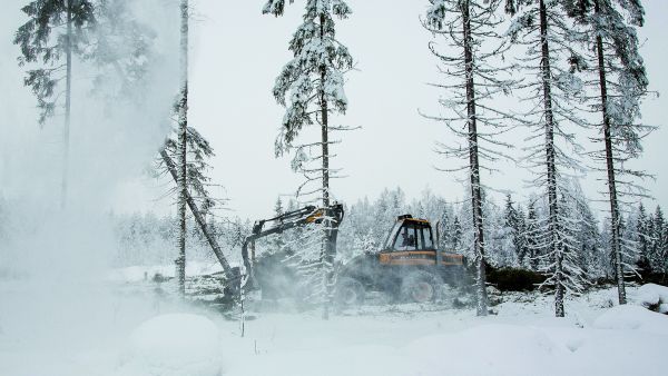 Avohakkuiden osuus seurakuntien metsissä on vähenemään päin. (Kuva: Mikko Riikilä)