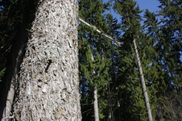 Tietopohja ja edellytykset jatkuvapeitteisen metsänkasvatuksen tutkimukselle ja järkevälle soveltamiselle käytännössä paranevat koko ajan, kirjoittajat toteavat. (Kuva: Valtteri Skyttä)