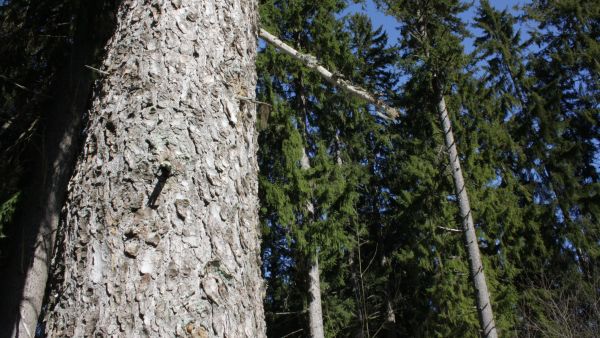 Tietopohja ja edellytykset jatkuvapeitteisen metsänkasvatuksen tutkimukselle ja järkevälle soveltamiselle käytännössä paranevat koko ajan, kirjoittajat toteavat. (Kuva: Valtteri Skyttä)