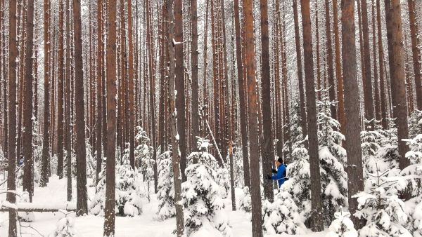 Metsätaitokisojen koeala Evolla, jossa kysyttiin 55-vuotiaan, hakkaamattoman männikön pohjapinta-alaa. Kuva: Hannu Liljeroos
(Vastaus: ppa 38)