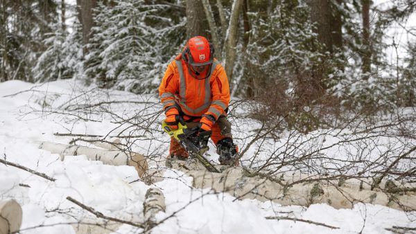 Pitkällä laipalla varustettu Ryobi Max Power -akkusaha oli karsintatyössä kankea. (Kuvaaja: Sami Karppinen)