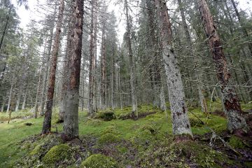 Kirjanpainaja on varttuneiden kuusikoiden pahin tuhon-aiheuttaja. (Kuvaaja: Sami Karppinen)