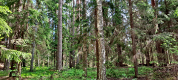 Nordic Business Groupin metsiä hallinnoi Conifer Group, joka Yhdessä Aari Metsän kanssa huomasi Pääskynsaaren metsien suojeluarvot maastoinvestoinnissa. (Kuva: Aari Metsä)