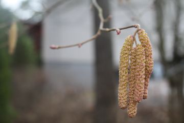 Pähkinäpensaan norkko