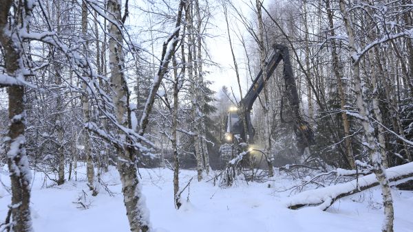 Harvennuspuulle on hyvä kysyntä, ja nyt on hyvä hetki hoitaa metsät kuntoon. (Kuvaaja: Sami Karppinen)