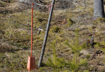 Pyykkien löytäminen on usein vaikeaa, poikkeuksena helposti erottuvat metsä- eli kartiopyykit. (Kuva: Jorma Silkelä/Vastavalo)