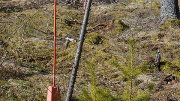 Pyykkien löytäminen on usein vaikeaa, poikkeuksena helposti erottuvat metsä- eli kartiopyykit. (Kuva: Jorma Silkelä/Vastavalo)