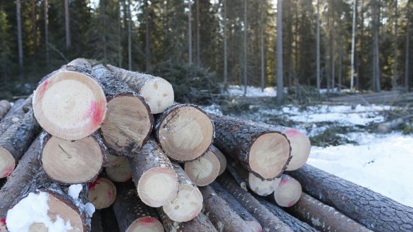 Metsäyhtiöt houkuttelevat metsänomistajia puukaupoille muun muassa bonusten avulla. (Kuvaaja: Sami Karppinen)
