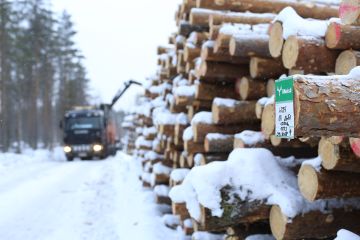 Järeysrunkohinnoittelussa puiden lopullinen kuutiohinta määräytyy korjuun jälkeen, kun puiden todellinen järeys on tiedossa hakkuukonemittauksen perusteella. Kuvaaja: Sami Karppinen