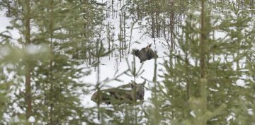 Hirvikantatavoitteen nostolla varaudutaan maakunnan suurpetokantojen hallitsemattomaan kasvuun lähivuosina, Keski-Suomen riistaneuvoston edustajat kirjoittavat. Kuva: Ari Komulainen