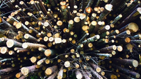 Metsäteollisuudellekin kelpaavan puun polttaminen on tuore ilmiö suomalaisessa energiantuotannossa.  (Kuvaaja: Mikko Riikilä)