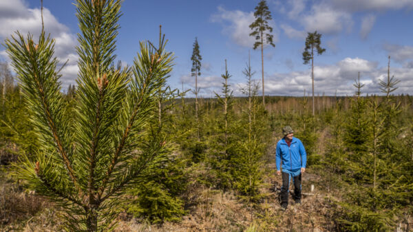 Marko Pasanen kulkee kuusentaimikossa, jonne on syntynyt luontaisesti joitain männyntaimia. Hyvään metsänhoitoon kuuluvat nykyään säästöpuut, joita näkyy kuvassa taka-alalla. (Kuvaaja: Juha Tanhua)