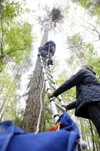 Jaakko Hakola on kiipeillyt korkeissa puissa lapsesta saakka. Tällä kertaa elämysmatka 20 metrin korkeuteen männyn latvaan alkaa tikkaita pitkin, jotta puun runkoon tulisi mahdollisimman vähän kiipeilyvaurioita. Tapio Osala varmistaa puun juurella.