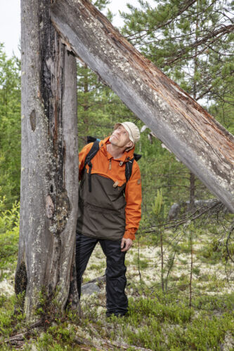 Viimeiset paksut kelot ovat muistomerkkejä aiemmasta puusukupolvesta. Hiiltyneet palokorot kertovat, että tuli on ennättänyt nuolla niiden pintaa jo ennen vuoden 1992 paloa.