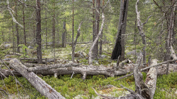 Voimakkaimmin palaneella alueella maaperän ravinteita on huuhtoutunut ja jäkälikkö on menestynyt. Pohjakerroksessa kasvaa kuitenkin jo mustikkaa, ja jäkälikön osuus tullee jatkossa pienenemään. (Kuvaaja: Harri Mäenpää)