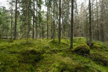Ennallistamisasetusta lähdetään aluksi toteuttamaan Natura 2000 -alueilla. (Kuvaaja: Reima Flyktman)