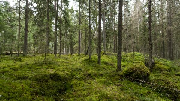 Ennallistamisasetusta lähdetään aluksi toteuttamaan Natura 2000 -alueilla. (Kuvaaja: Reima Flyktman)