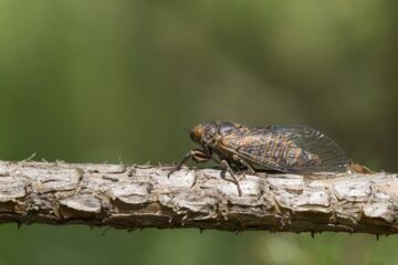 Vuorilaulukaskas on isokokoinen ja tumma hyönteinen, jolla on suuret, läpinäkyvät siivet. (Kuvaaja: Håkan Söderholm)