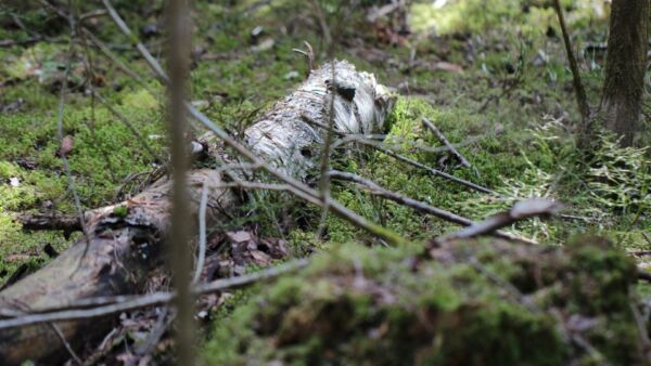 Lapin ainutlaatuinen luonto luo alueen maanomistajille otollisen pohjan kehittää luontoarvojen arvottamista. (Kuva: MTKAnne Rauhamäki)  