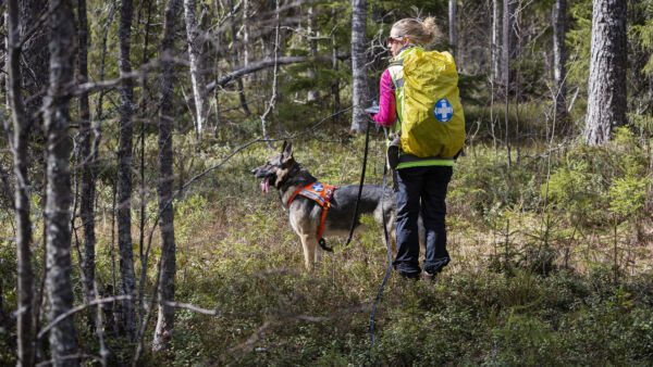 Vapaaehtoisen pelastuspalvelun etsintäharjoitukset Simossa. (Kuva: Suomen Punainen RistiTimo Heikkala)  