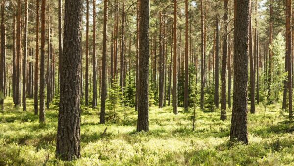 Sahateollisuus pitää tärkeänä, että Suomessa seurataan muiden jäsenmaiden toimeenpanoon liittyvää tilannetta ja odotetaan komission tulkintaohjeita ennen lain voimaantuloa. (Kuva: Sahateollisuus ry)  