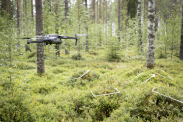 Autonomiset droonit lentävät puiden latvojen alla itsenäisesti. (Kuva: Maanmittauslaitos)  