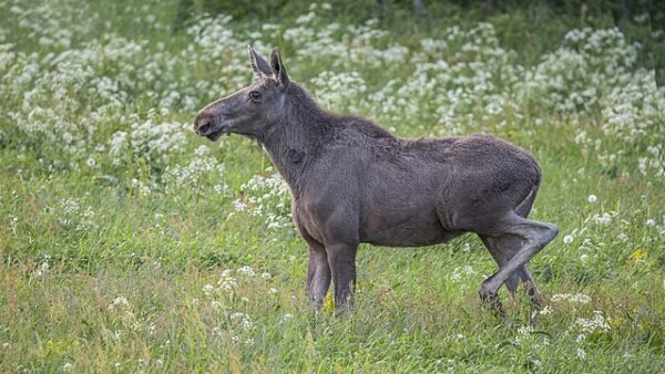 Hirvenmetsästyksen ensimmäinen pyyntijakso Lapissa on 1.9.–20.9. (Wikimedia Commons/Charles J. Sharp)  