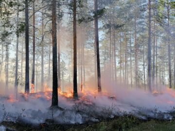 Nykyään metsäpalojen vaikutukset metsien monimuotoisuuteen ovat vähentyneet tehokkaan palontorjunnan vuoksi. (Kuva: Heidi Lumijärvi/Metsähallitus)  
