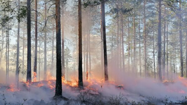 Nykyään metsäpalojen vaikutukset metsien monimuotoisuuteen ovat vähentyneet tehokkaan palontorjunnan vuoksi. (Kuva: Heidi Lumijärvi/Metsähallitus)  