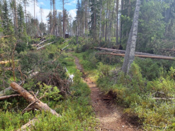 Hossan kansallispuiston reittien tieltä on raivattu kaatuneita puita. (Kuva Tapani Seppänen/ Metsähallitus)  