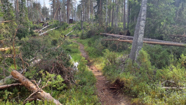 Hossan kansallispuiston reittien tieltä on raivattu kaatuneita puita. (Kuva Tapani Seppänen/ Metsähallitus)  