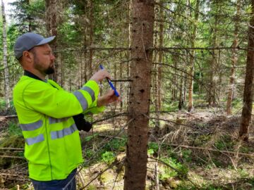 Mikkelissä kasvavan noin 25-vuotiaan istutuskuusen kasvuprosentiksi saatiin kairaamalla mitattua peräti 14,5 prosenttia.  (Kuvaaja: Mikko Riikilä)