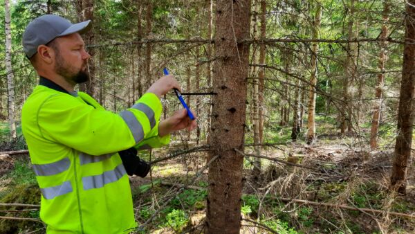 Mikkelissä kasvavan noin 25-vuotiaan istutuskuusen kasvuprosentiksi saatiin kairaamalla mitattua peräti 14,5 prosenttia.  (Kuvaaja: Mikko Riikilä)