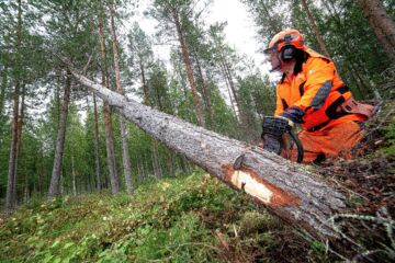 Konkelossa oleva runko on usein jännityksessä. Sahaa huolellisesti, jotta saha ei juutu sahausrakoon.  (Kuvaaja: Mikko Riikilä)