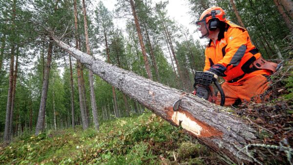 Konkelossa oleva runko on usein jännityksessä. Sahaa huolellisesti, jotta saha ei juutu sahausrakoon.  (Kuvaaja: Mikko Riikilä)